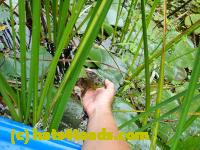 /home//u458753944/public_html/sourcegallery//Frogs/More bullfrogs/P9060113.JPG